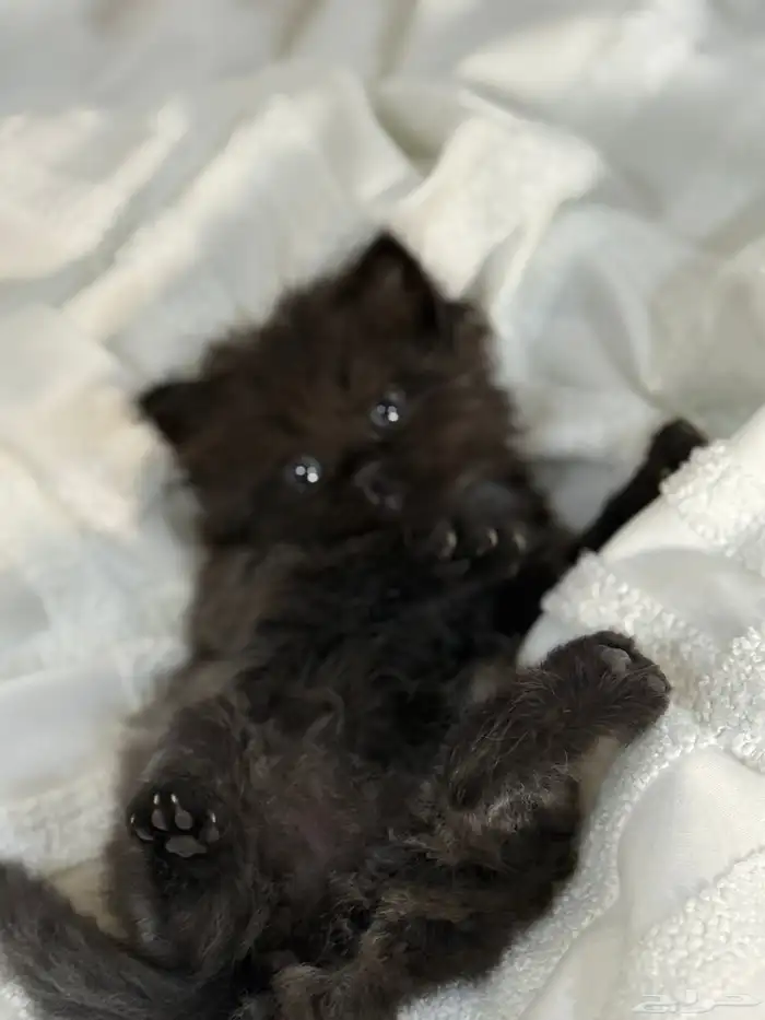 قطة شيرازي 2