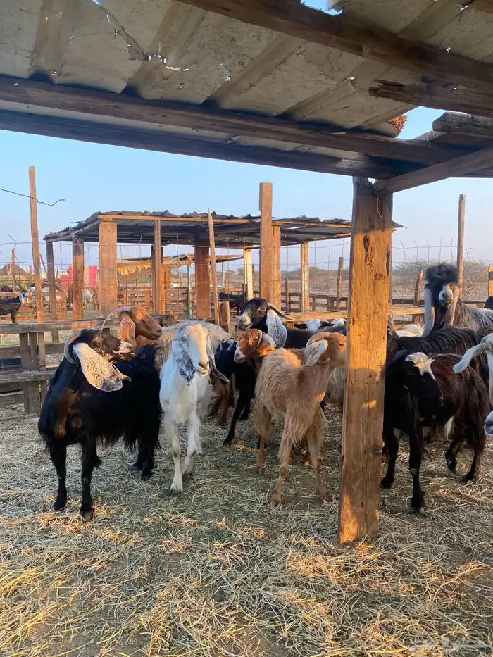 للبيع معزا عوارض وحريات بالفحل دفيع ومضاريع 15