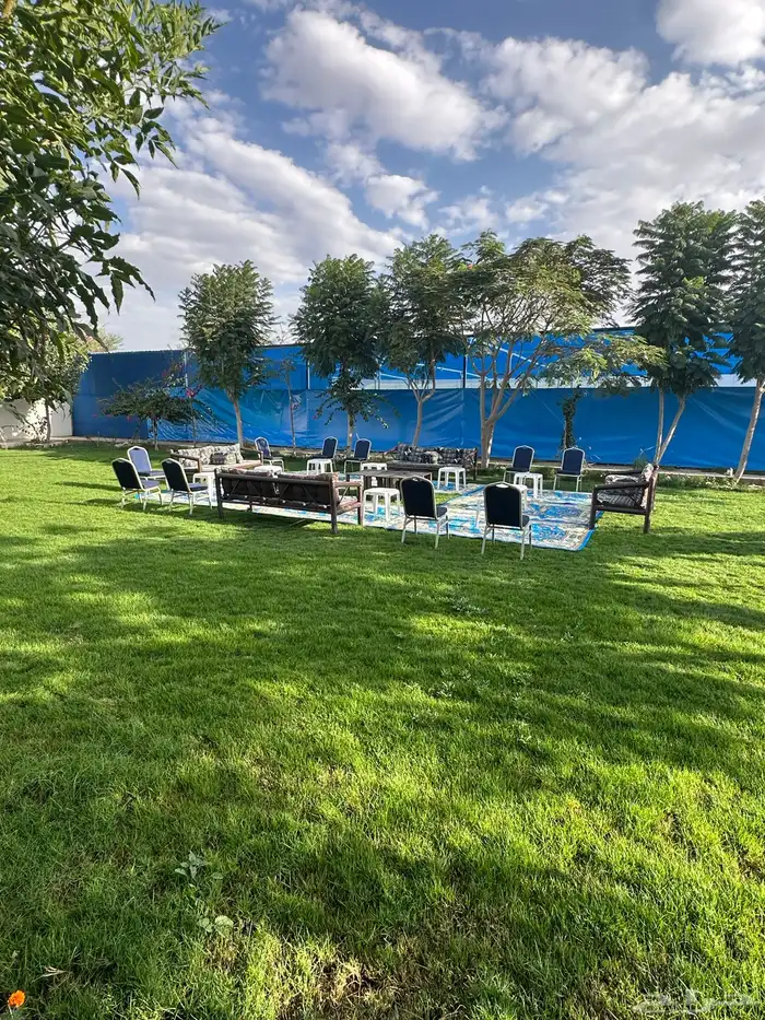 عشب طبيعي (إنجيلة-ثيل) مقاوم للملوحة 1