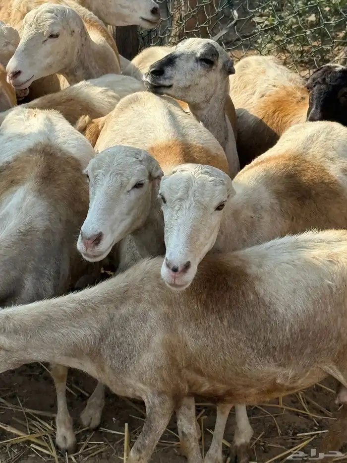 ضان مراح واحد مناتيج وقرايب 4