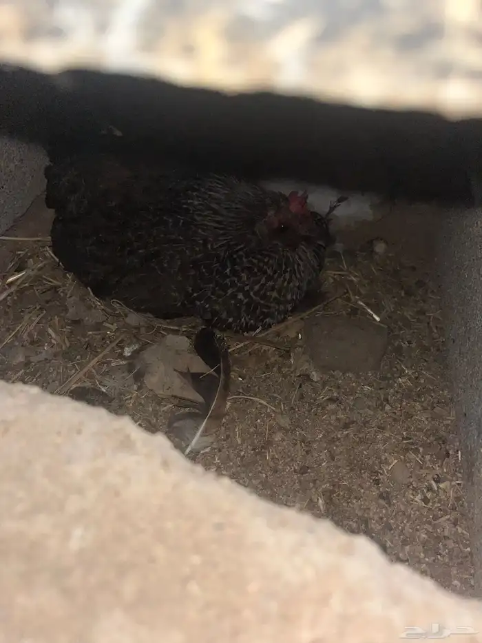 دجاج للبيع 5