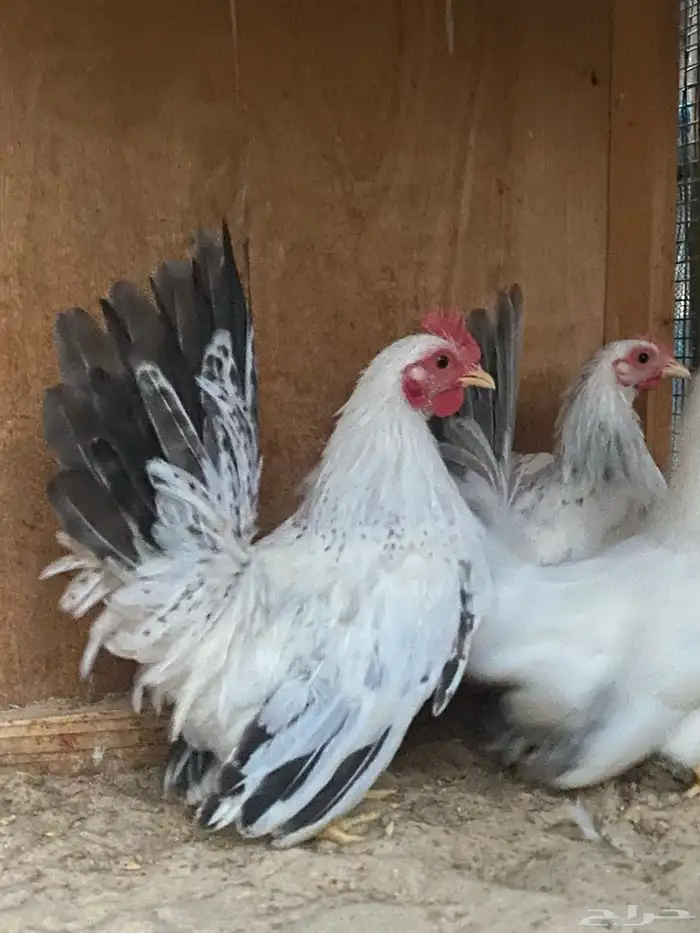 دجاج جبانيز بيور 0