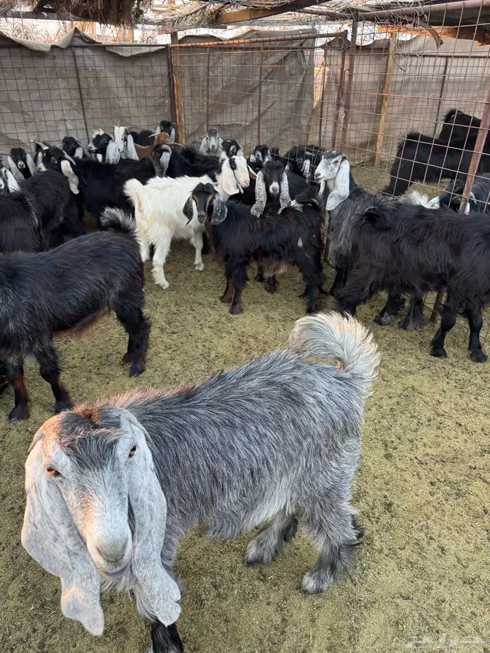 تيوس وجفار للبيع 9