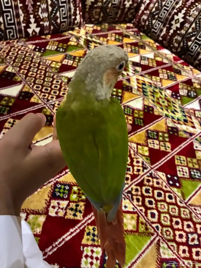 كنيور اناناس 4