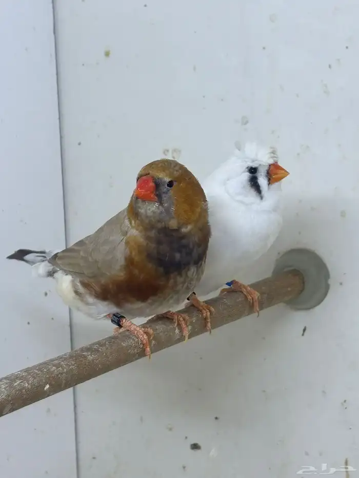 للبيع حضيرة زيبرا عدد 18 زوج حجم فوق الوسط 2