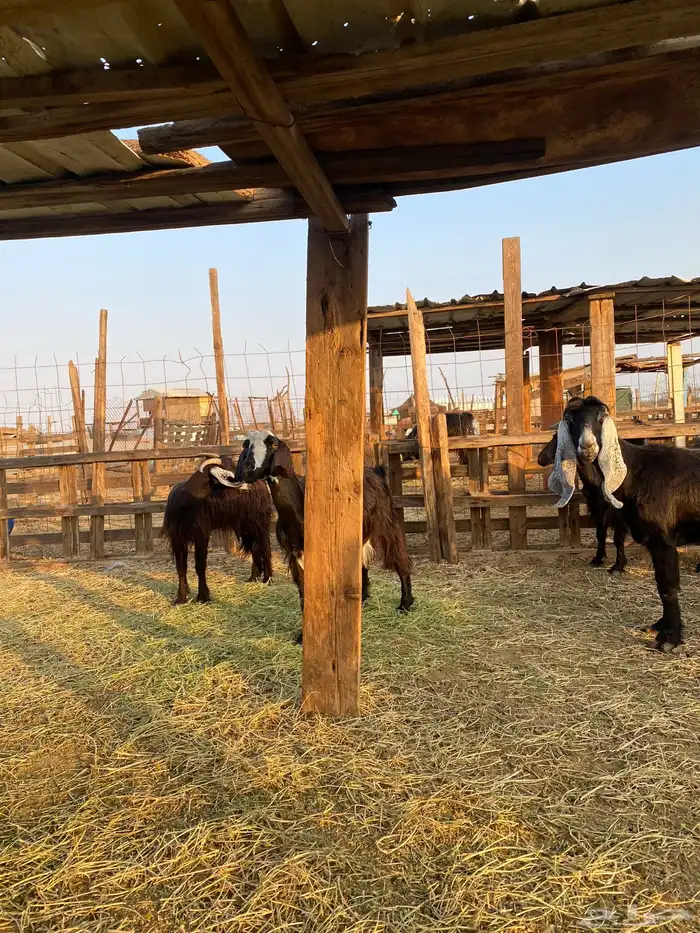 للبيع معزا عوارض وحريات بالفحل دفيع ومضاريع 22