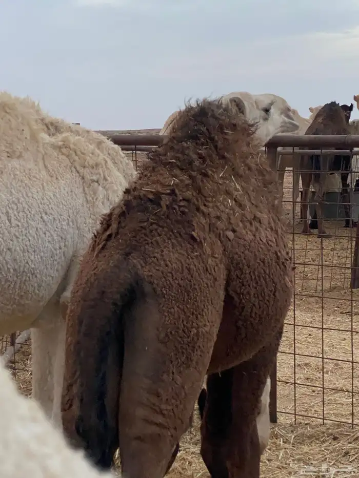 حوار لباني 0