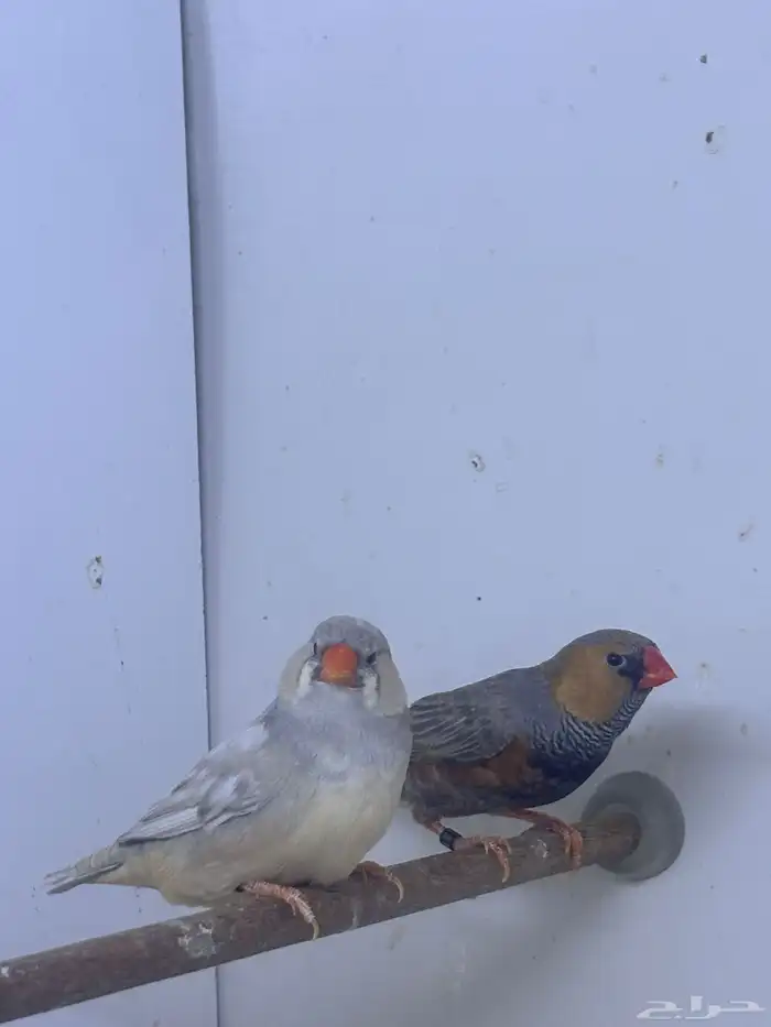 للبيع حضيرة زيبرا عدد 18 زوج حجم فوق الوسط 4