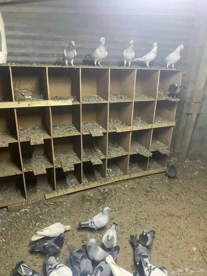 طيور زواجل 3