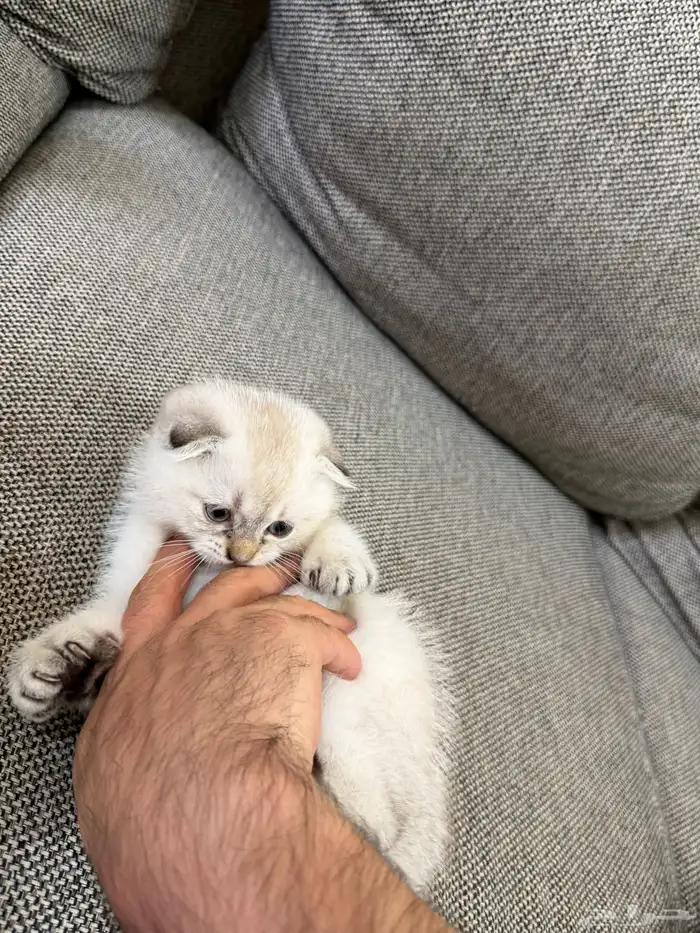 قط كيتن سكوتش 2