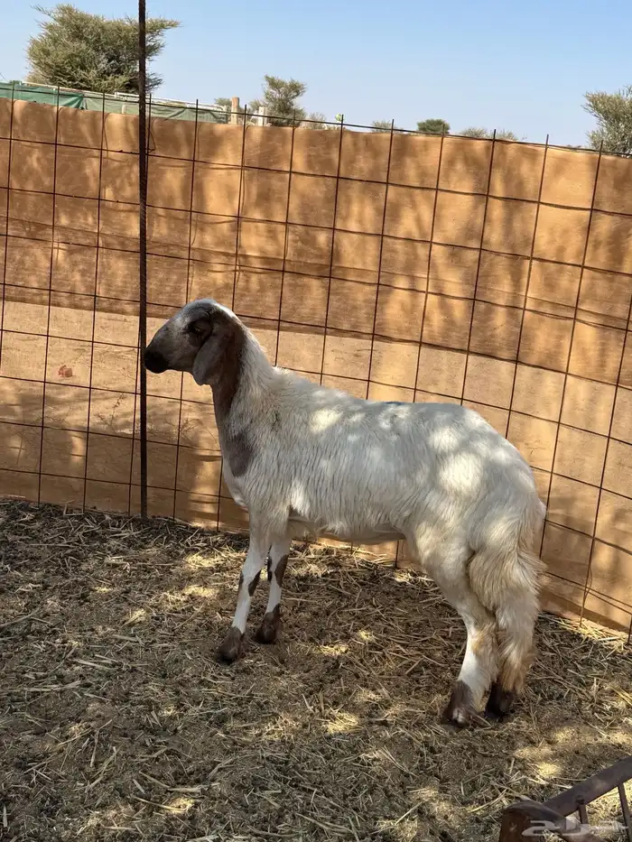 سواكن رخال 6