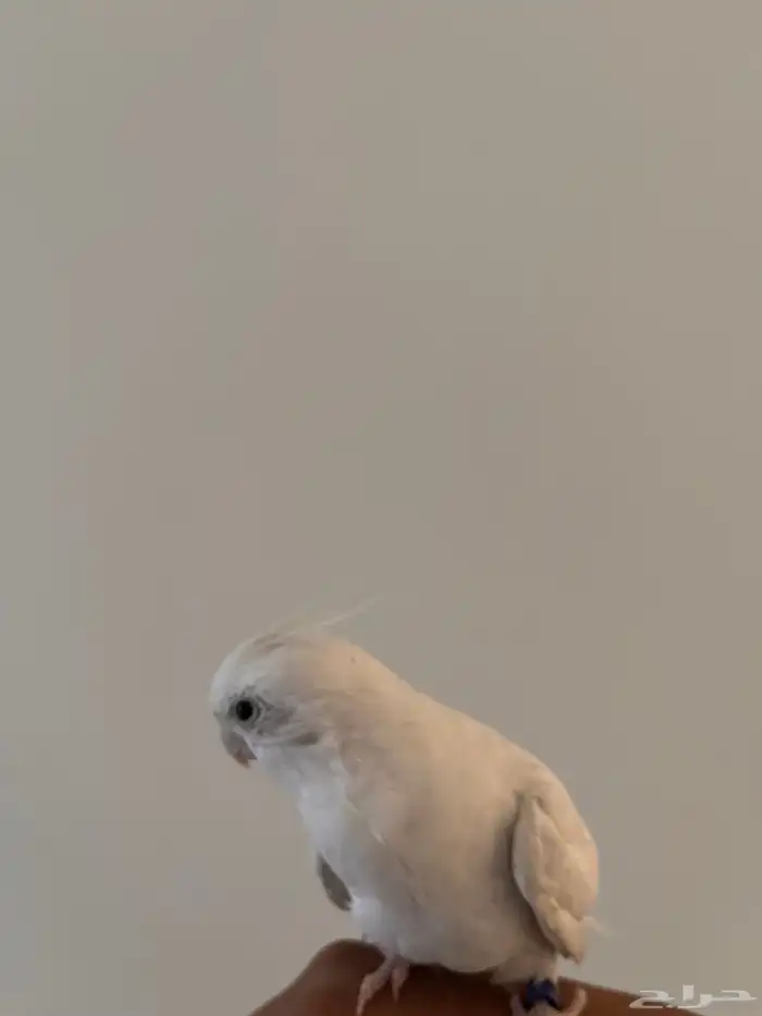 ببغاء كروان غير أليف 2