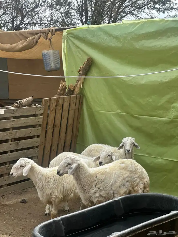 طليان ذبايح 1