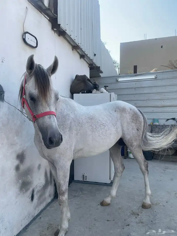 للبيع احصان شعبي العمر 5سنوان 6