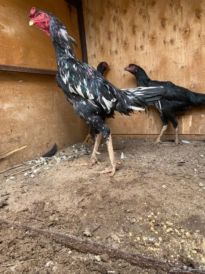 شامو ألماني هزاز ودم هزاز 0