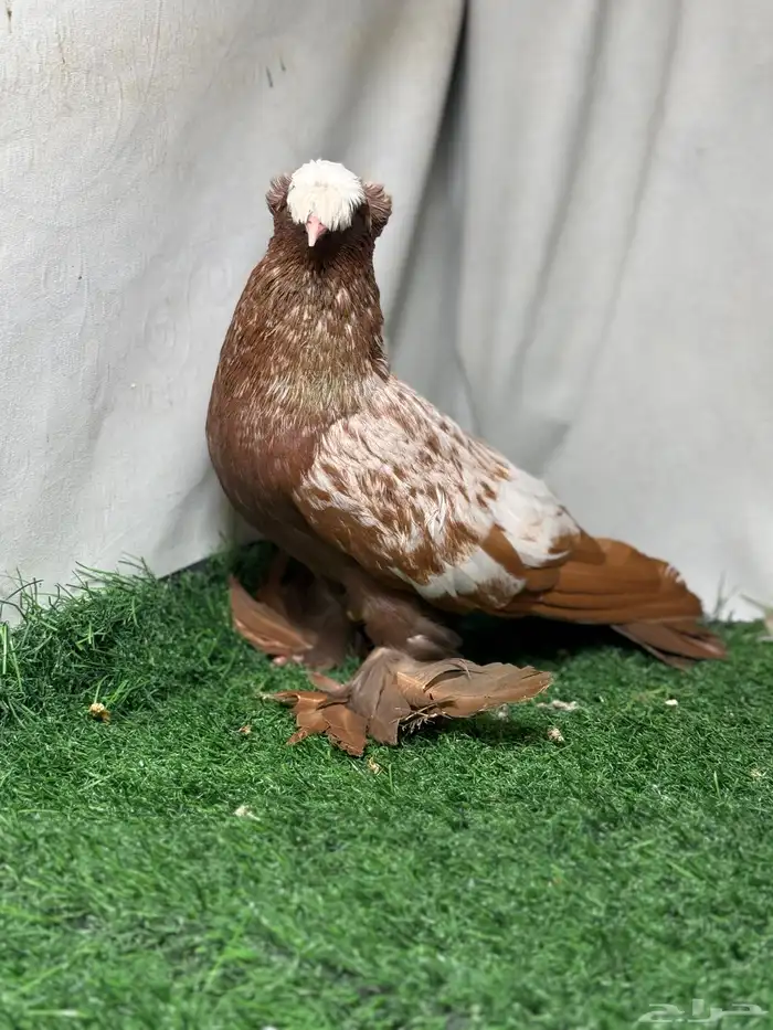 جوز حمام ساكسون 6