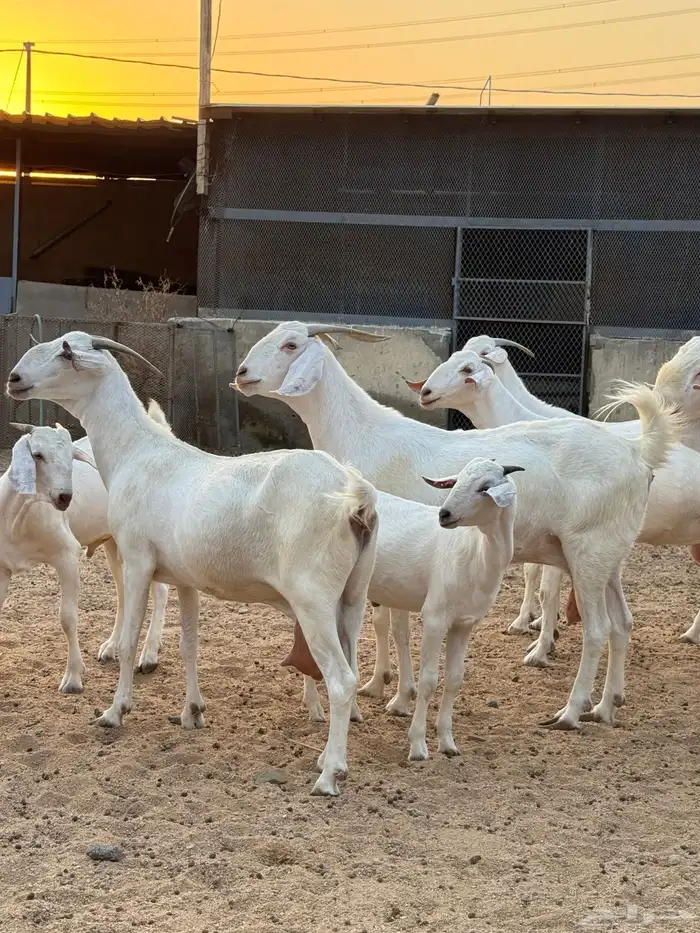 عنز برص فواخر جروم 6