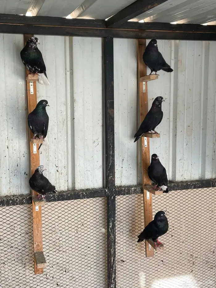 حمام قطايف للبيع 6