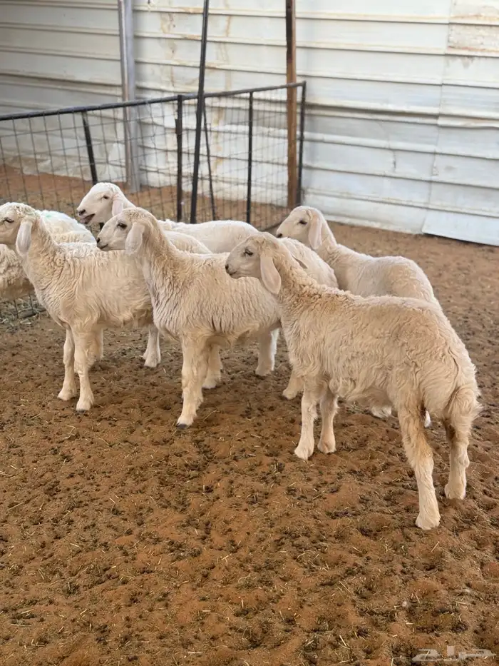 4 رخال و2 طليان 2