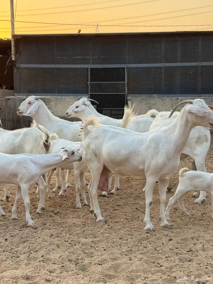 عنز برص فواخر جروم 7