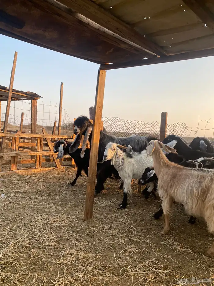 للبيع معزا عوارض وحريات بالفحل دفيع ومضاريع 9