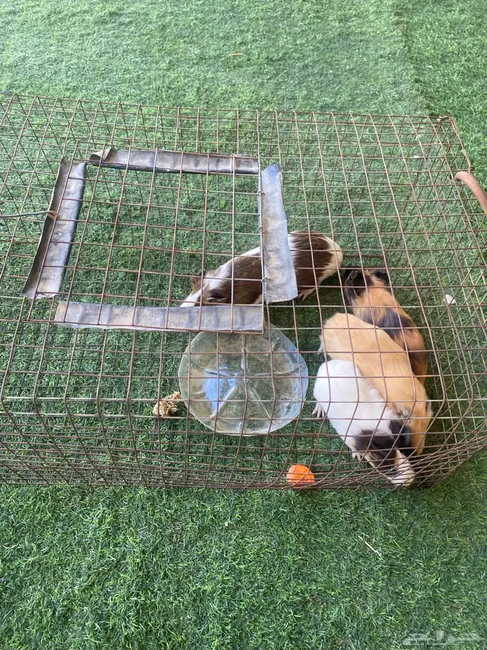 للبيع هامستر 2