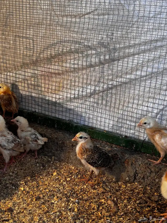 صوص دجاج بلدي العمر 26-30 يوم 0