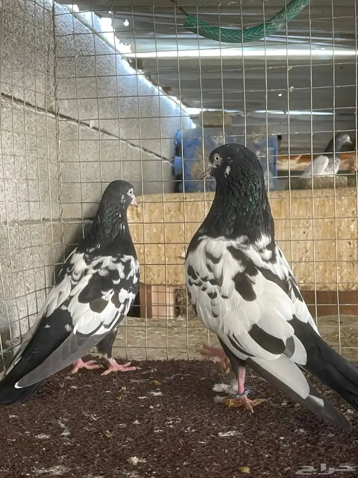 حمام باكستاني 5