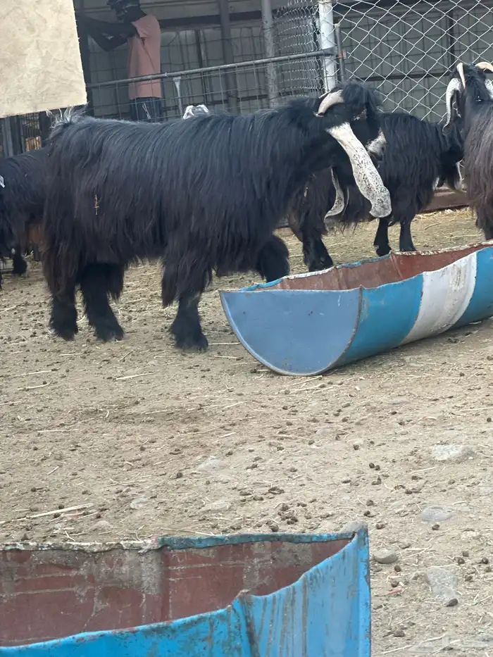 تيس عارضي ثني 3