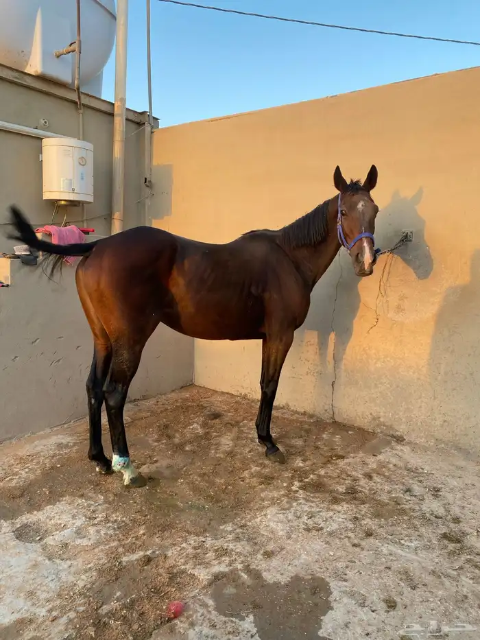 فرس انتاج حيييه 1