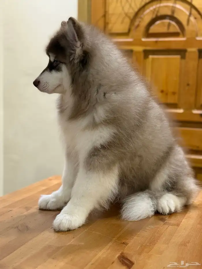 جرو مالموت الاسكا 3