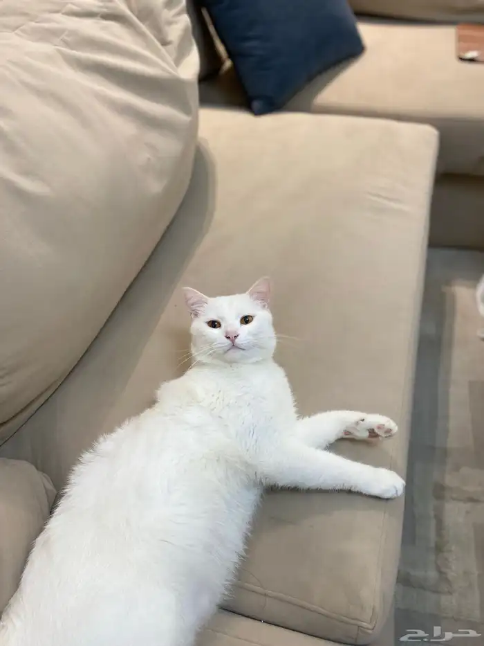 قط ذكر معقم شيرازي بلدي للتبني بالخبر 0