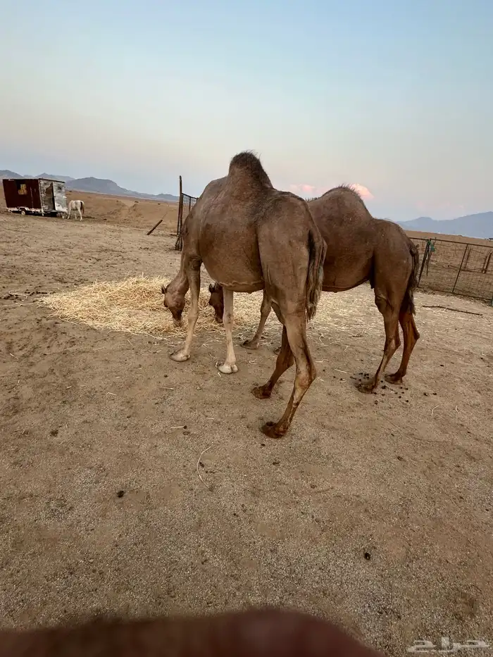 ابل ملاقي ( تم البيع ) 7