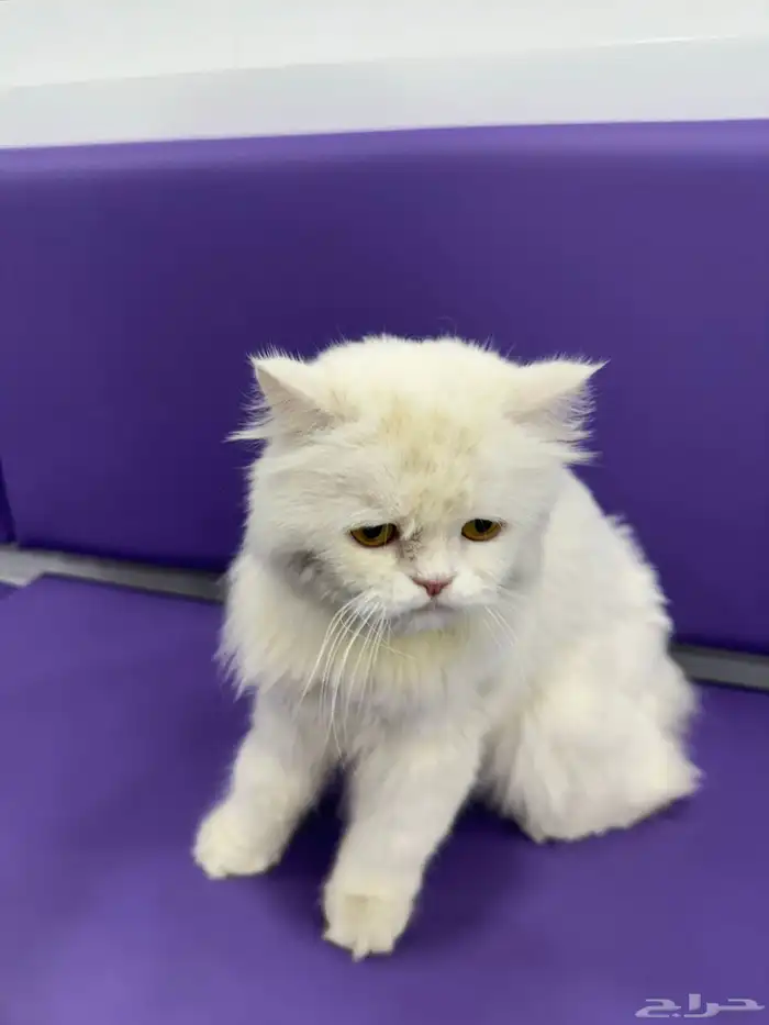 قطه ضايعه الدوحه الجنوبيه 2