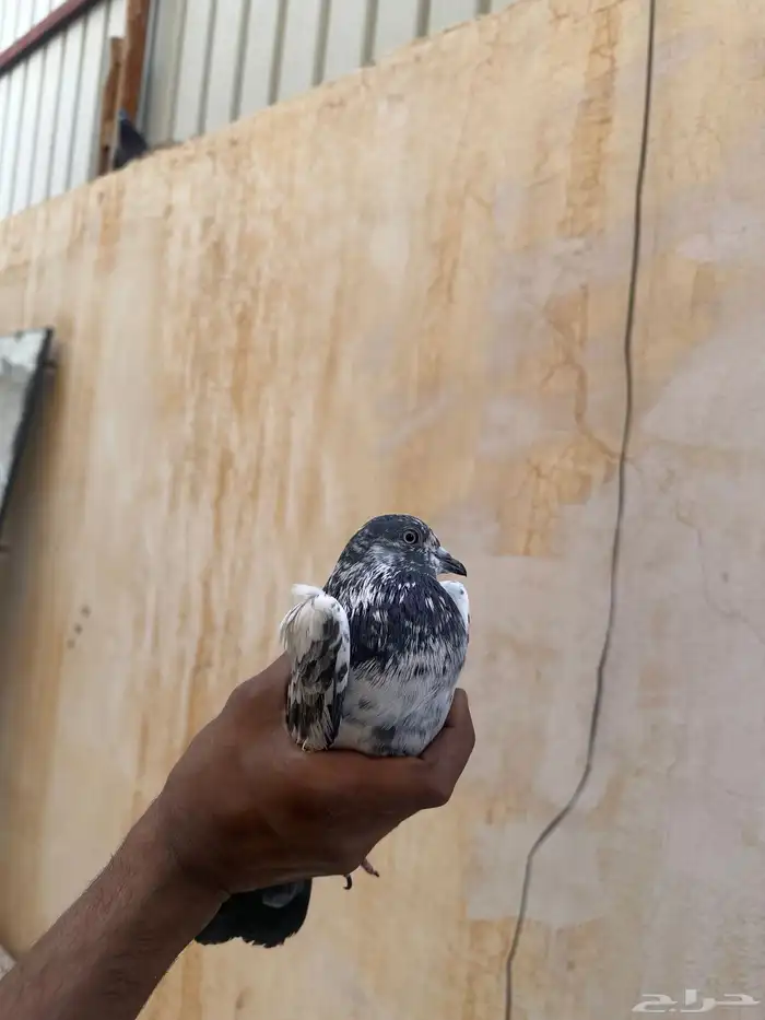 حمام بكستاني وكنق وزاجل للبيع 1