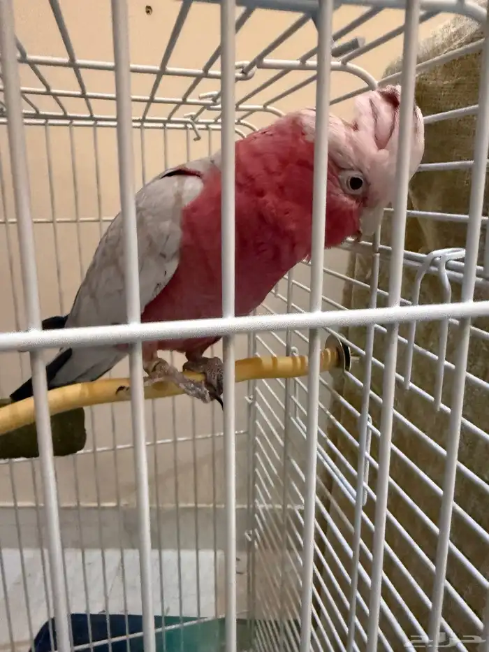 ببغاء كوكاتو قالا 6