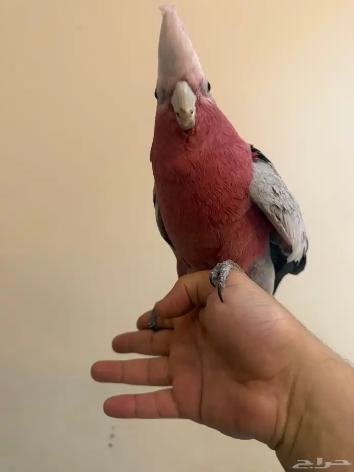 ببغاء كوكاتو قالا 5