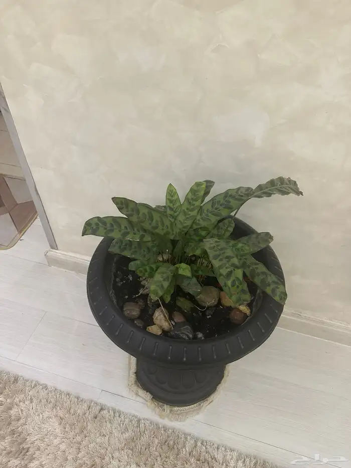 شجر منزلي للبيع 4