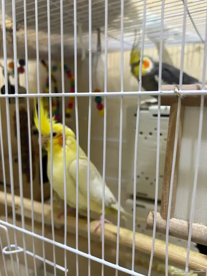 محمية طيور للبيع حمام كروان منتج 12