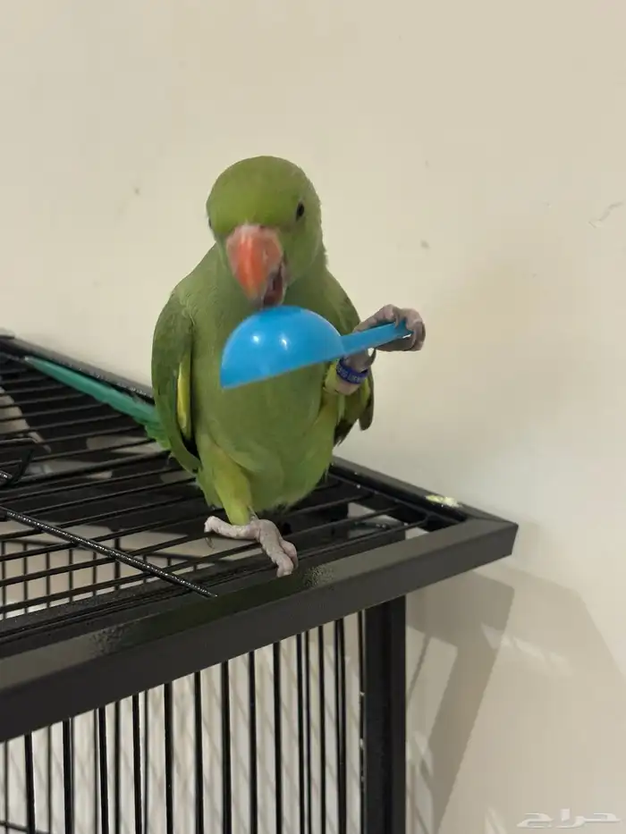 للبيع دره هنديه متكلمه (لون نادر) 9