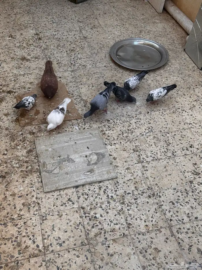 حمام بكستاني وكنق وزاجل للبيع 0