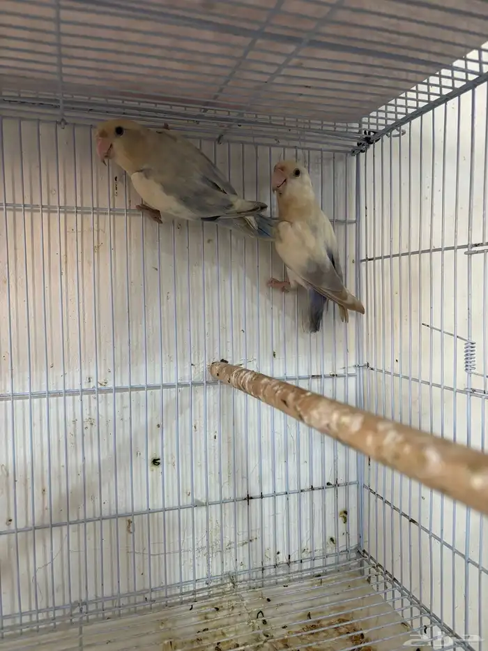 للبيع حبتين روز مجهولين الجنس (البيع ريش ) 1