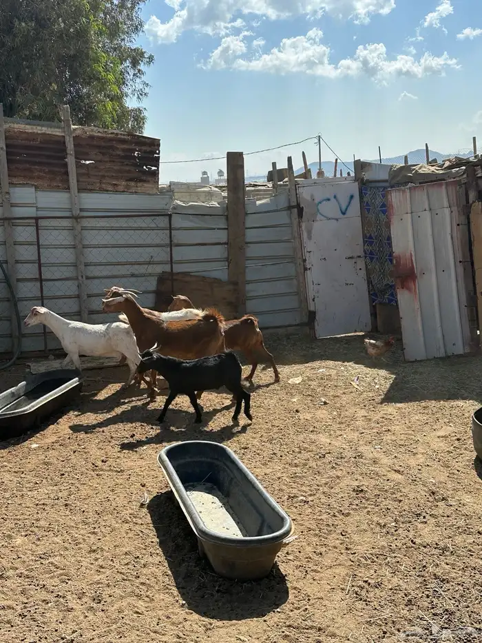 للبيع اربع ماعز دفع مع فحلها 0