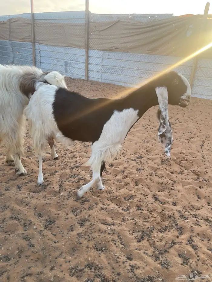 العرض الاول 5 مواعز بفحلها الثاني عنز سدس معها تيس وجفره 5