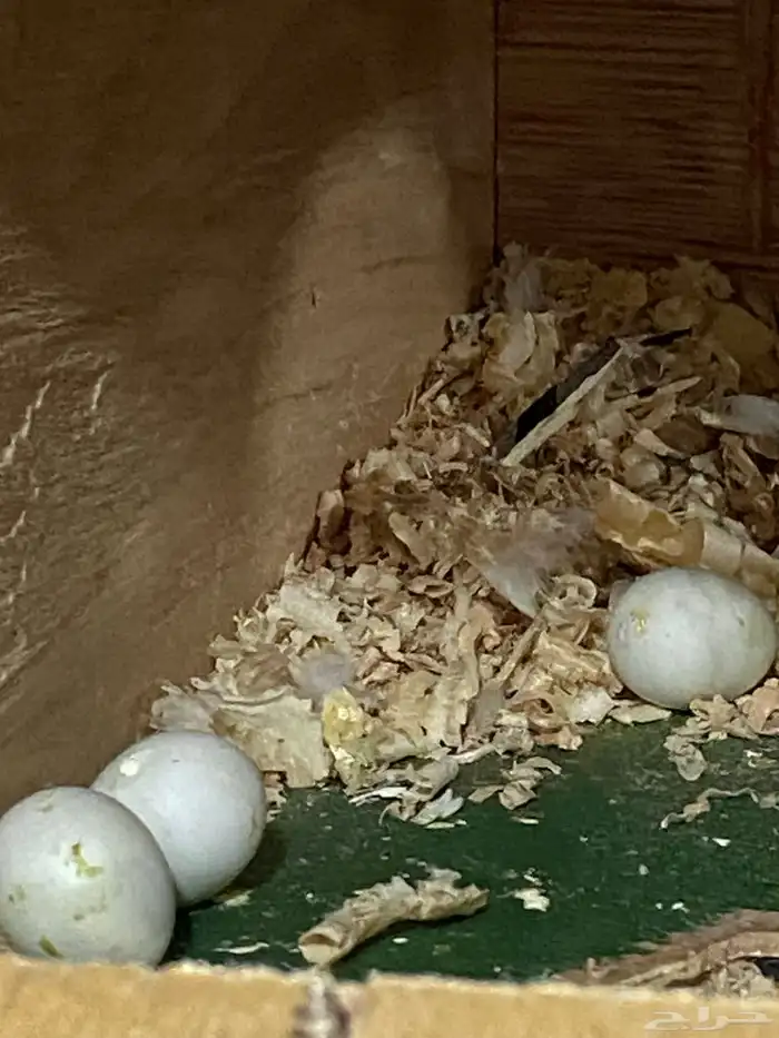 للبيع جوز طيور حب منتجين شرط 3