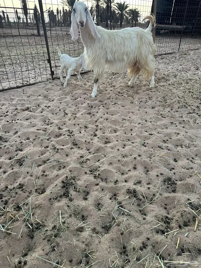 للبيع عنز مشروكة 5