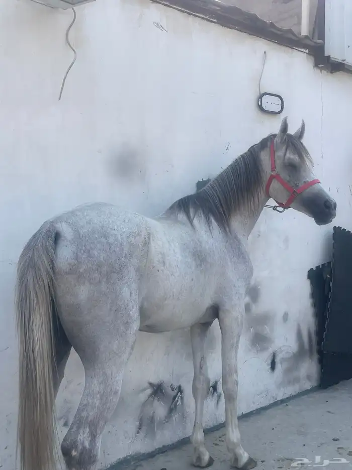 للبيع احصان شعبي العمر 5سنوان 2