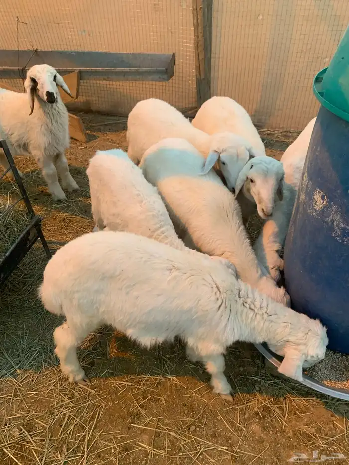 الربعه شهور العدد خمسطعش خرفان 0