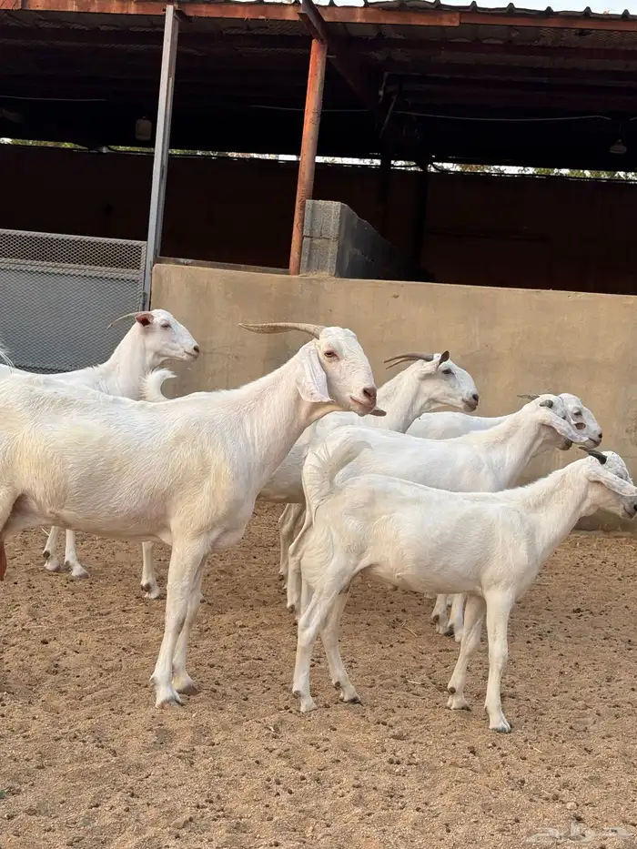 عنز برص فواخر جروم 8