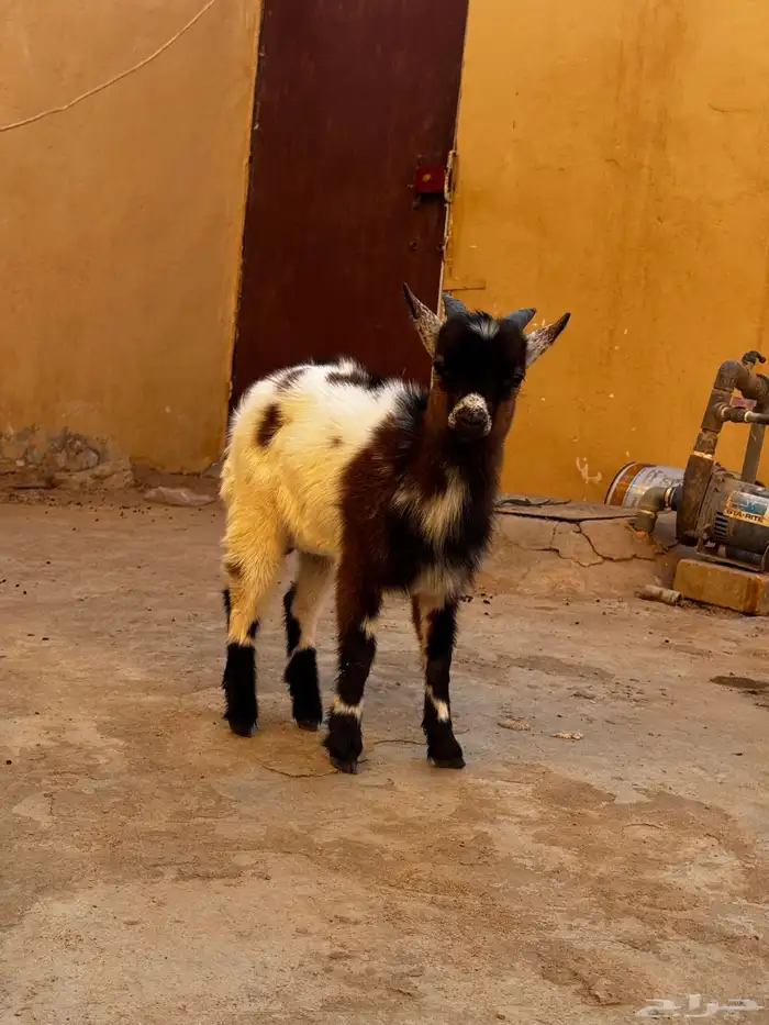 تيس قزمي اربع شهور 2